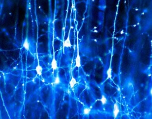 neurones Neurones d'un soir